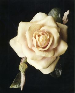 Helen Hayes' Rose